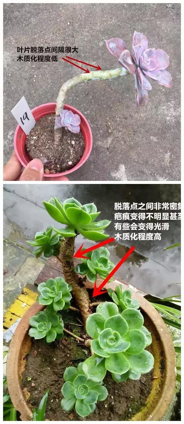 高价多肉老桩也能造假，1年当5年卖！