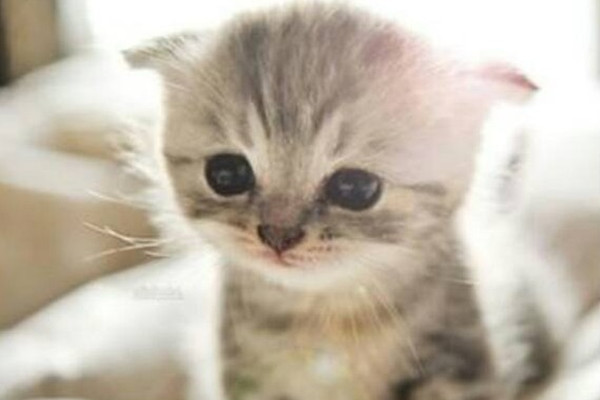 新手养猫注意事项大全,新手养猫注意事项软件