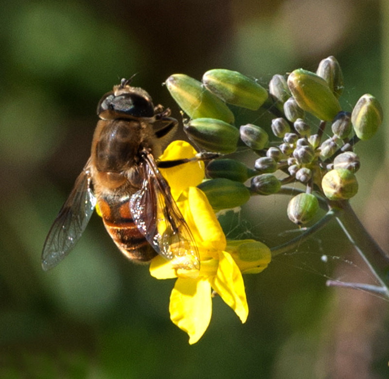 待到百花成蜜时为谁辛苦为谁甜,采得百花成蜜后为谁辛苦为谁甜