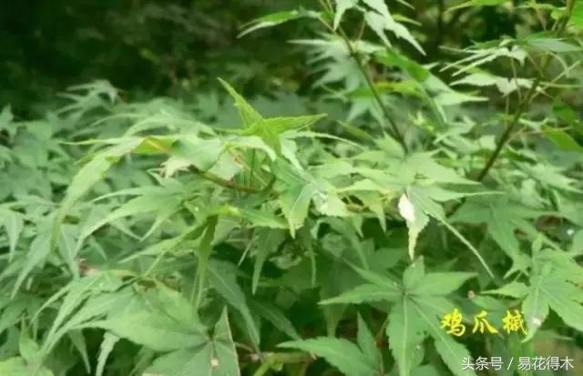 唐枫鸡爪槭红枫三角枫区别,鸡爪槭和红枫还有三角枫
