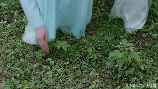 发财树吃多了竟然可以升仙？导演，我读书少你不要骗我！