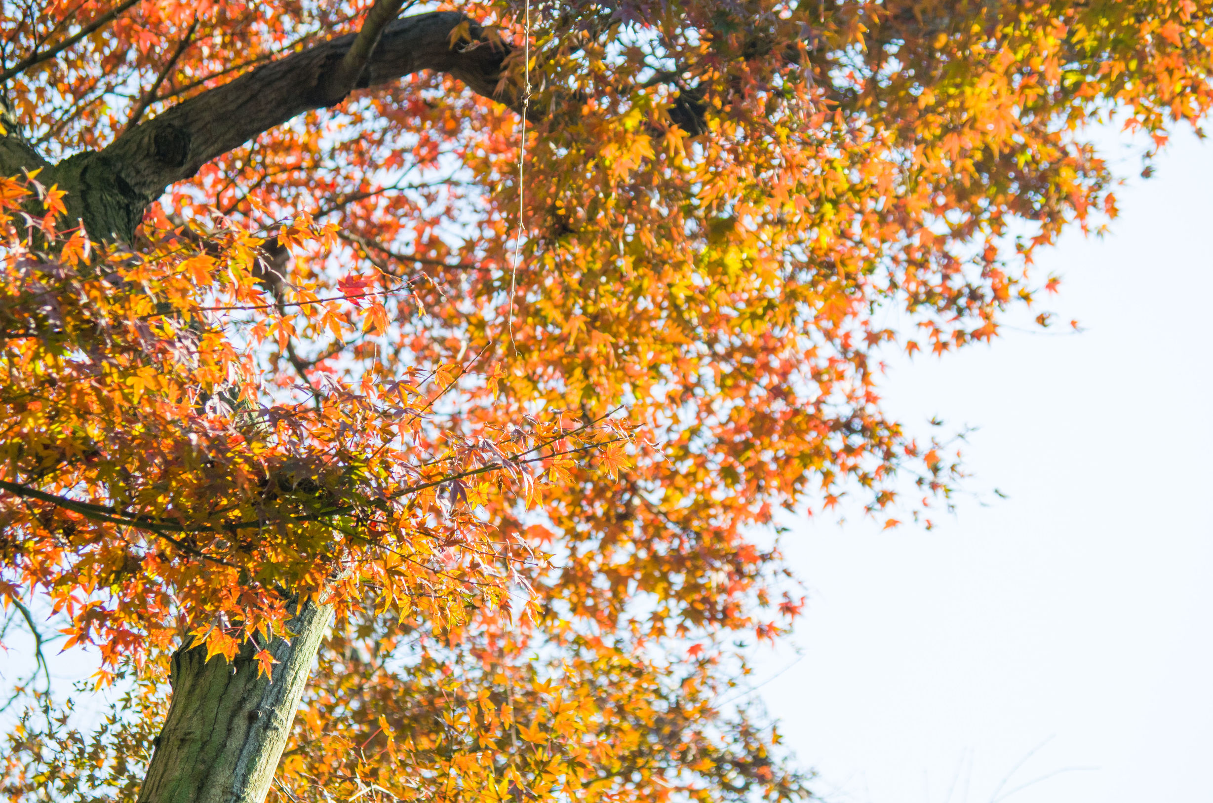 摄影小白推荐相机300左右,拍照好的长焦镜头推荐