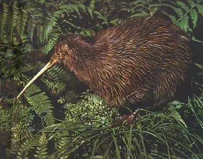 世界上有一种鸟永远不会落地,这世界上有一种鸟笨鸟先飞