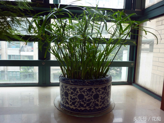 家养水竹如何做造型,水竹一棵会越长越多吗