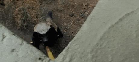 动物蜜獾的好斗史,蜜獾的习性特征