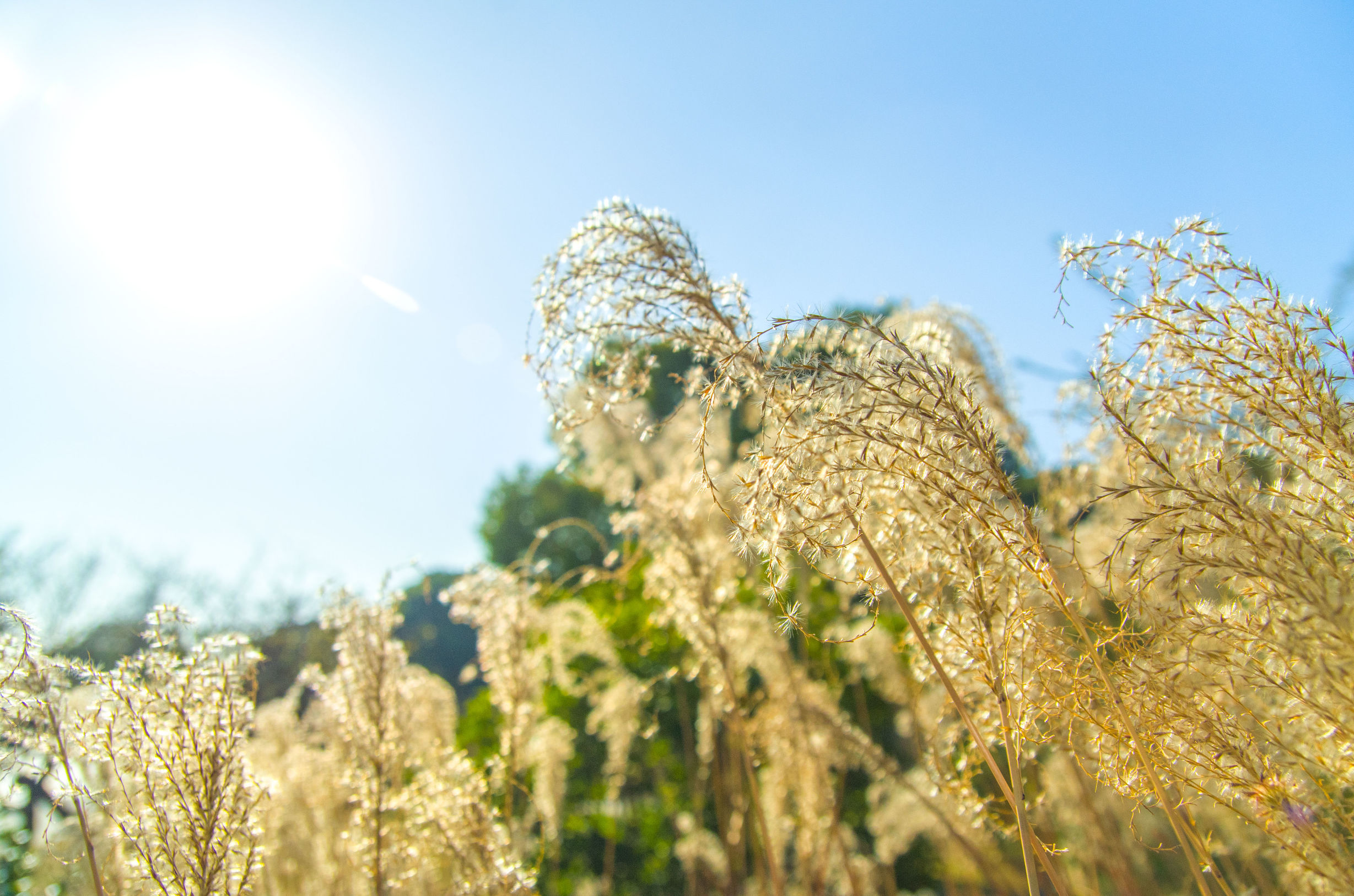 摄影小白推荐相机300左右,拍照好的长焦镜头推荐