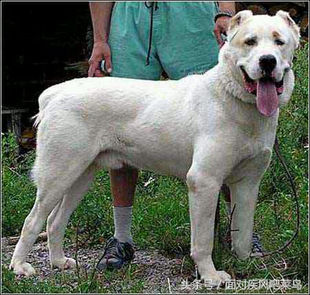 世界十大猛犬藏獒仅排第二,世界十大猛犬中国藏獒只排第二