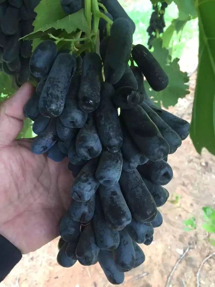 澳洲金手指黑提功效,澳洲金手指无籽黑提