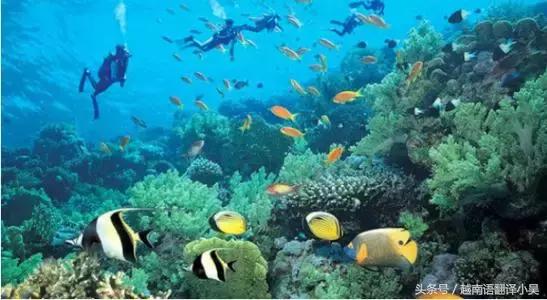 芽庄旅游攻略五天游,越南芽庄旅游攻略美食