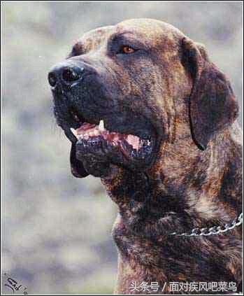 世界十大猛犬藏獒仅排第二,世界十大猛犬中国藏獒只排第二