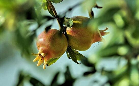 关于排卵期的征兆,备孕的你们身体都有哪些反应