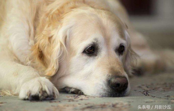 感染狂犬病有什么症状,狂犬病病犬初期症状是什么