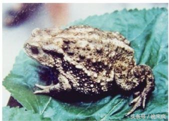 民间故事：新手出马帮兵，仙家刚到，顽童碰倒天地碗，乐子大了！