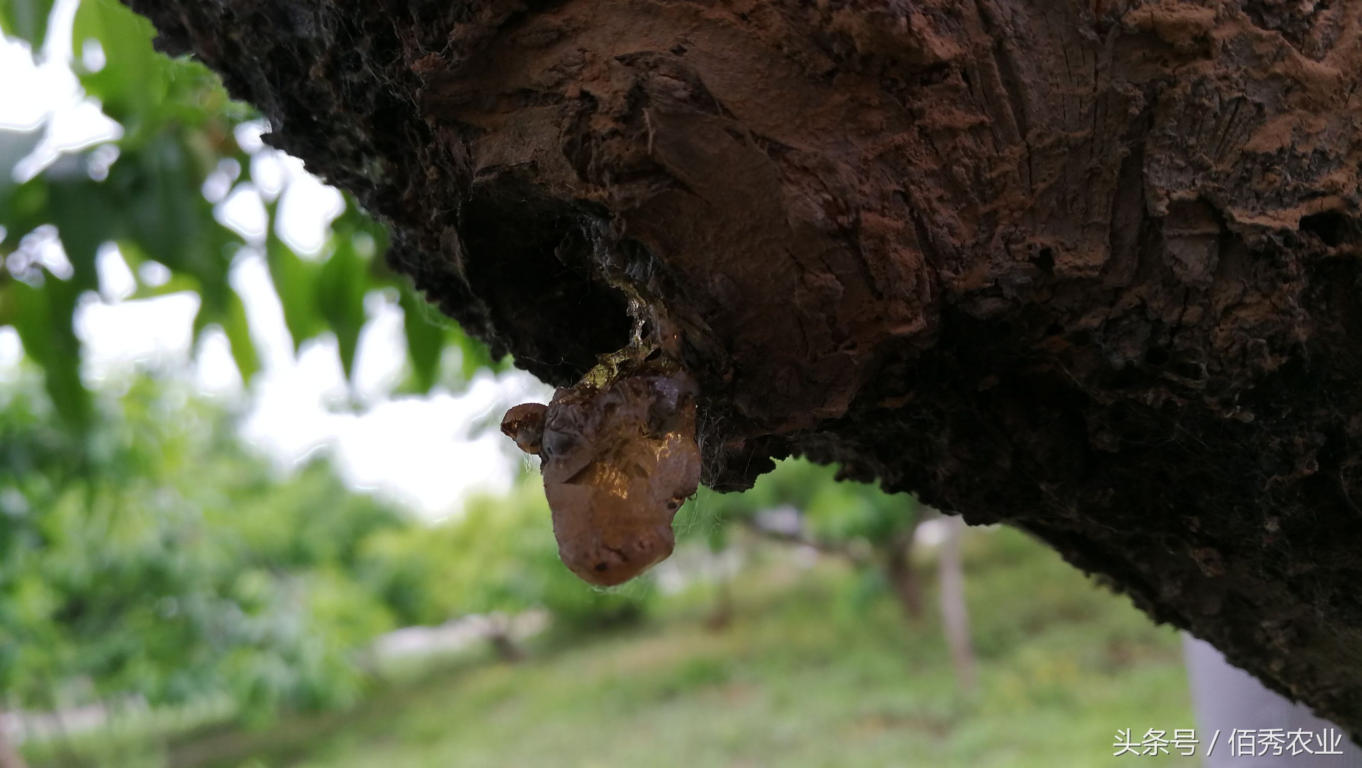 桃树流血，农民流泪，有人却笑了！