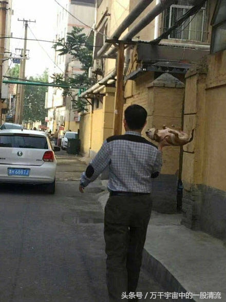 狗狗不愿意回家,狗狗出去遛不愿意回家