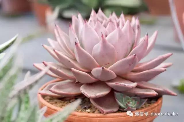 敲警钟安全行,室内喷杀虫剂对多肉有影响吗