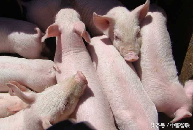 水土不服为什么要吃土,水土不服的猪