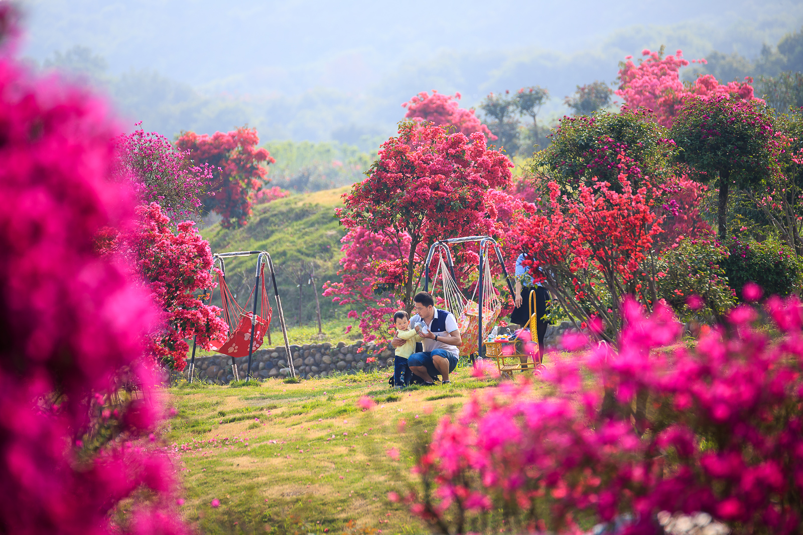 杨梅小镇简介,杨梅小镇的杨梅几月成熟