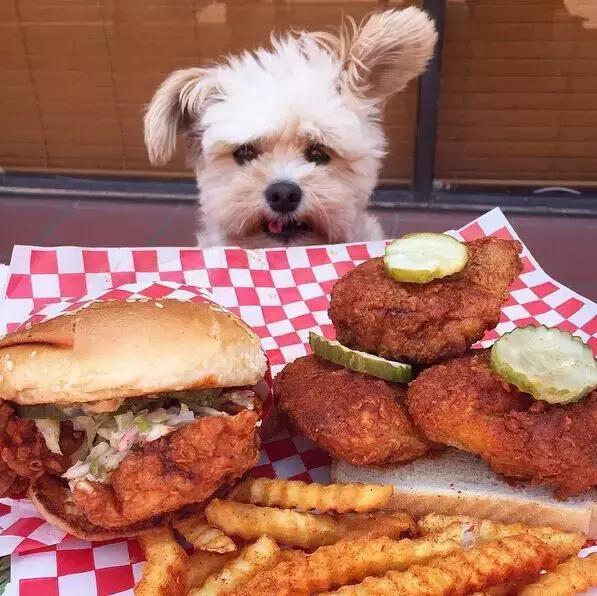 狗狗绝对不能吃的有哪些东西,宠物狗狗不能吃哪些东西