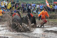 十二生肖的鸡由来与传说,十二生肖由来的儿童故事