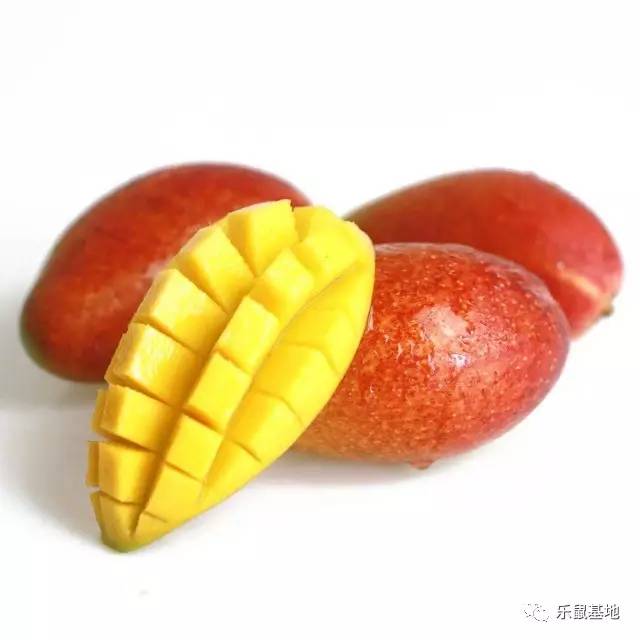 芒果的发展史 (一分钟带你了解芒果)