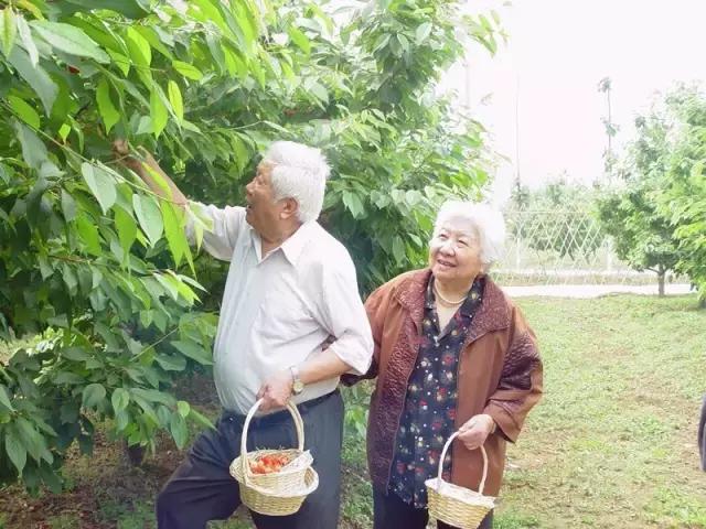 北京已开园的樱桃园,2024樱桃园开放时间