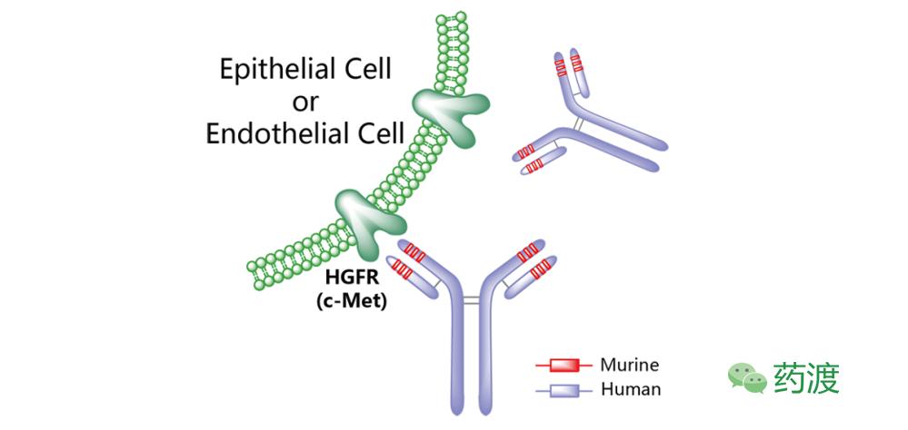 靶向抗肿瘤药物cdk,靶向抗肿瘤药物图片