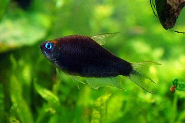 造景草缸灯,造景缸必养工具鱼