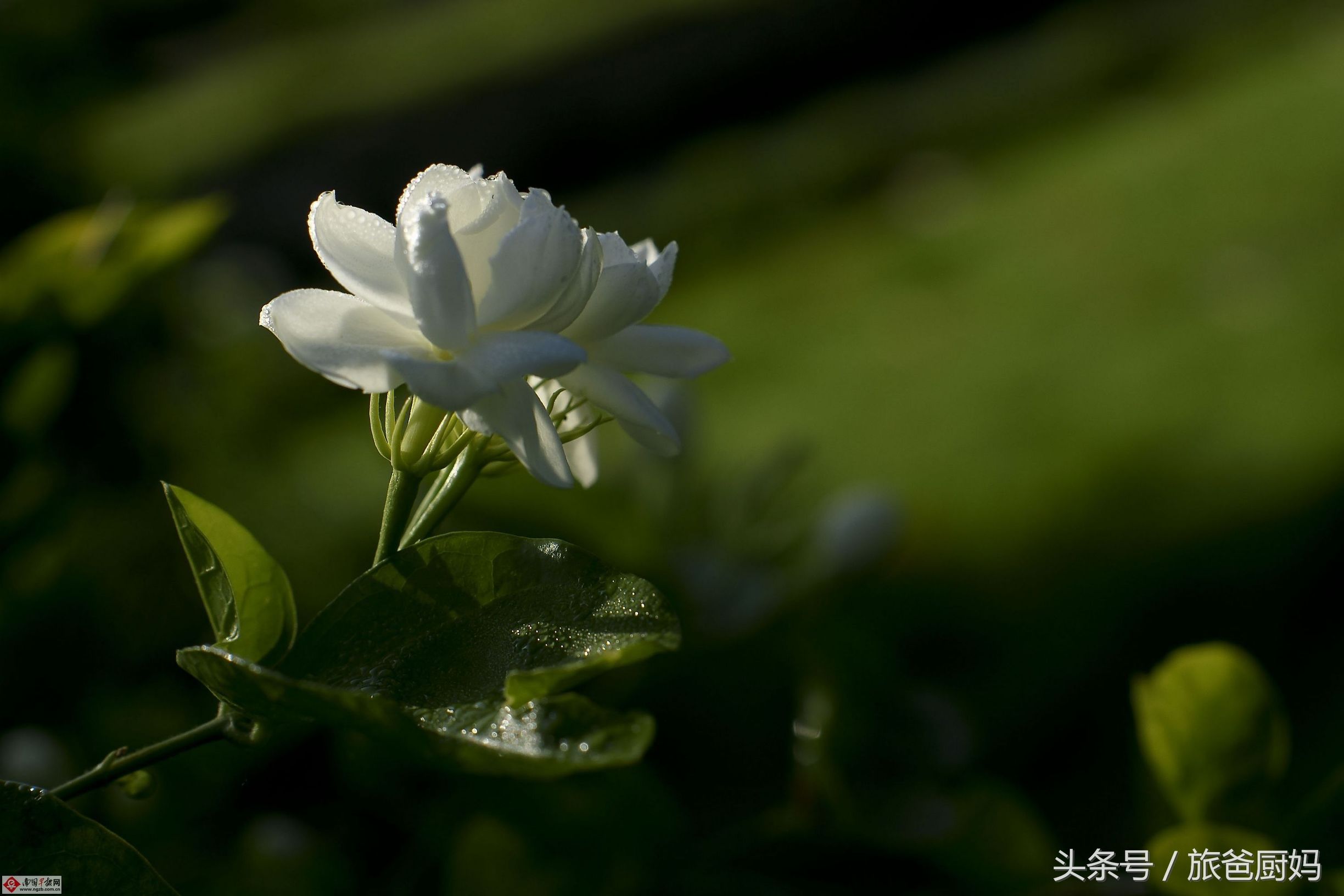 这些植物千万别让孩子靠近,适合小孩卧室养的植物