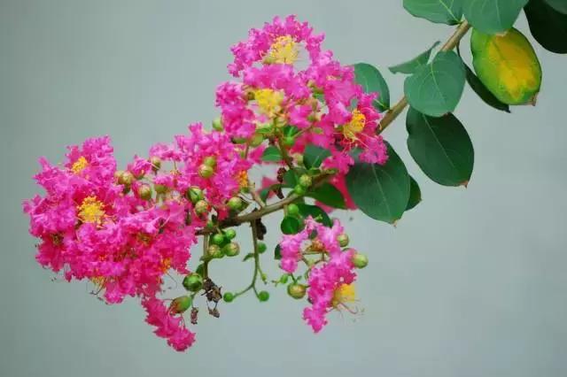 5鏈堜唤鎵︽彃浣曟椂鍙互涓婄泦,澶忓ぉ鎵︽彃鐨勬柟娉曞拰娉ㄦ剰浜嬮」