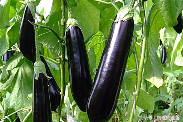 胃癌患者必吃的十种食物,胃癌吃什么新鲜蔬菜或水果最好