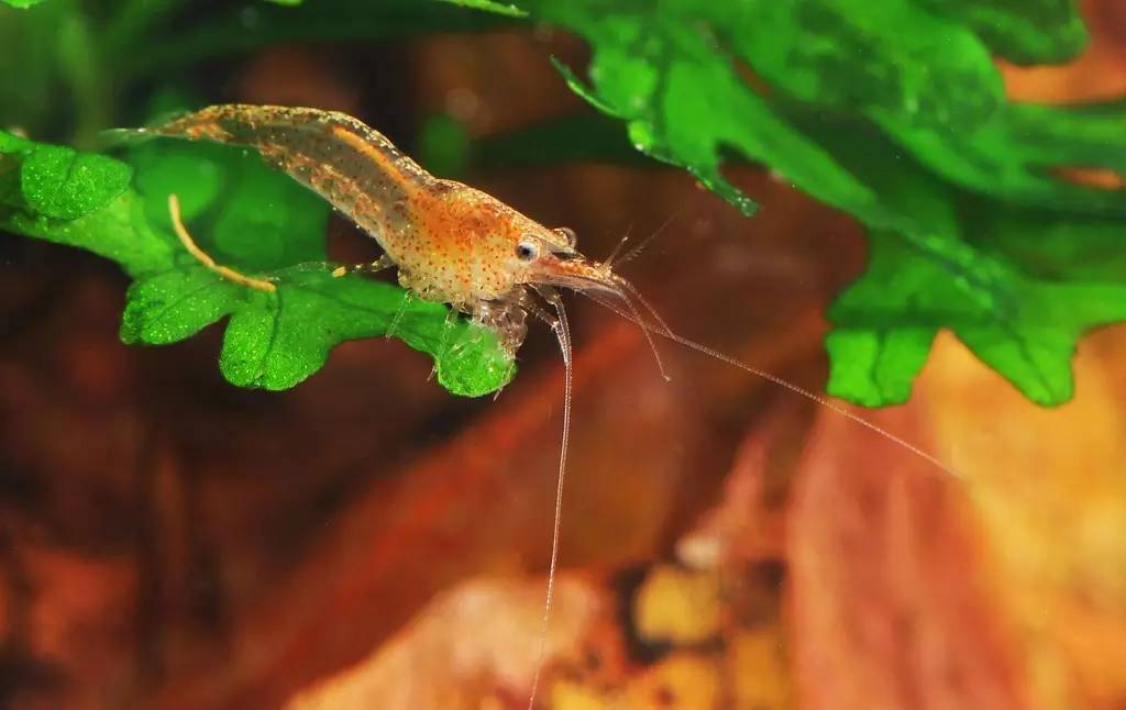 生态农业的好处,生态农业的优势