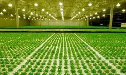 植物照明led迎爆发,植物照明led灯