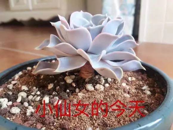 入坑仅1年，他的肉肉竟然全都大变样？！这真的是同一颗肉肉吗？