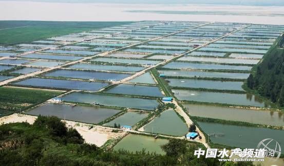 日供鲤鱼八千条，这家公司怎样把冷门的鲤鱼逆转成餐饮热点？