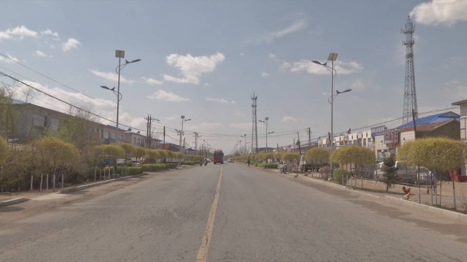 百日会战绿化苗木栽植,百日会战