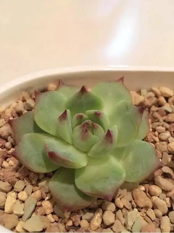 入坑仅1年，他的肉肉竟然全都大变样？！这真的是同一颗肉肉吗？