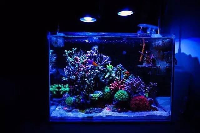 红树海缸,适合海缸的红树品种