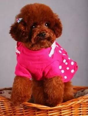 狗狗皮肤病科普大全图片,狗狗毛色科普