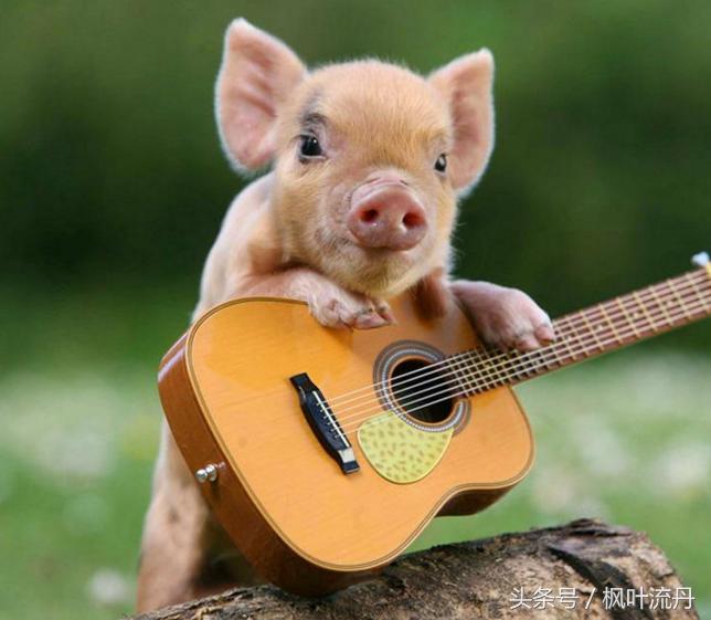 生肖猪最具意思的性格和优点！