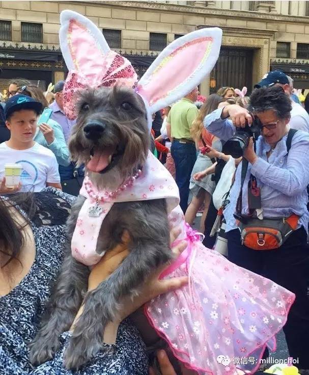 戛纳网红,戛纳的网红们