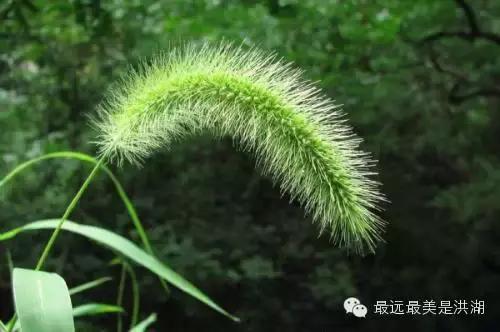 农村随处可见的野草,农村随处可见的草也能卖