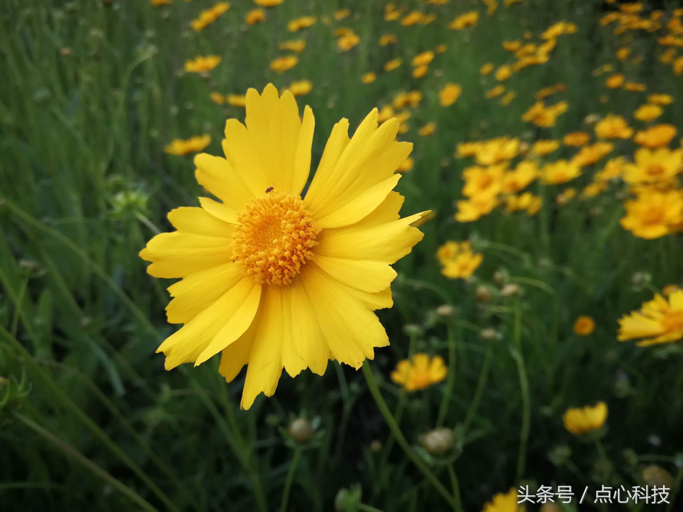 和向日葵相似的是什么花,长得像向日葵一样小小的花