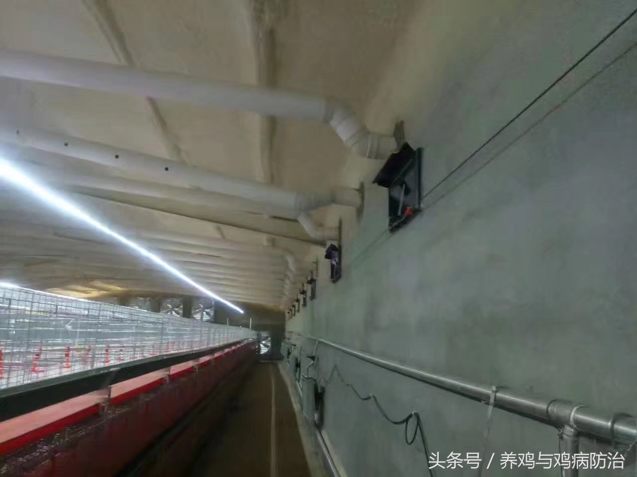 养鸡场专用灯带,led养鸡专用灯带