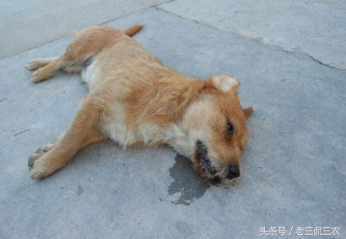 家里的狗突然没了什么寓意,如果自己家的狗不见了怎么办