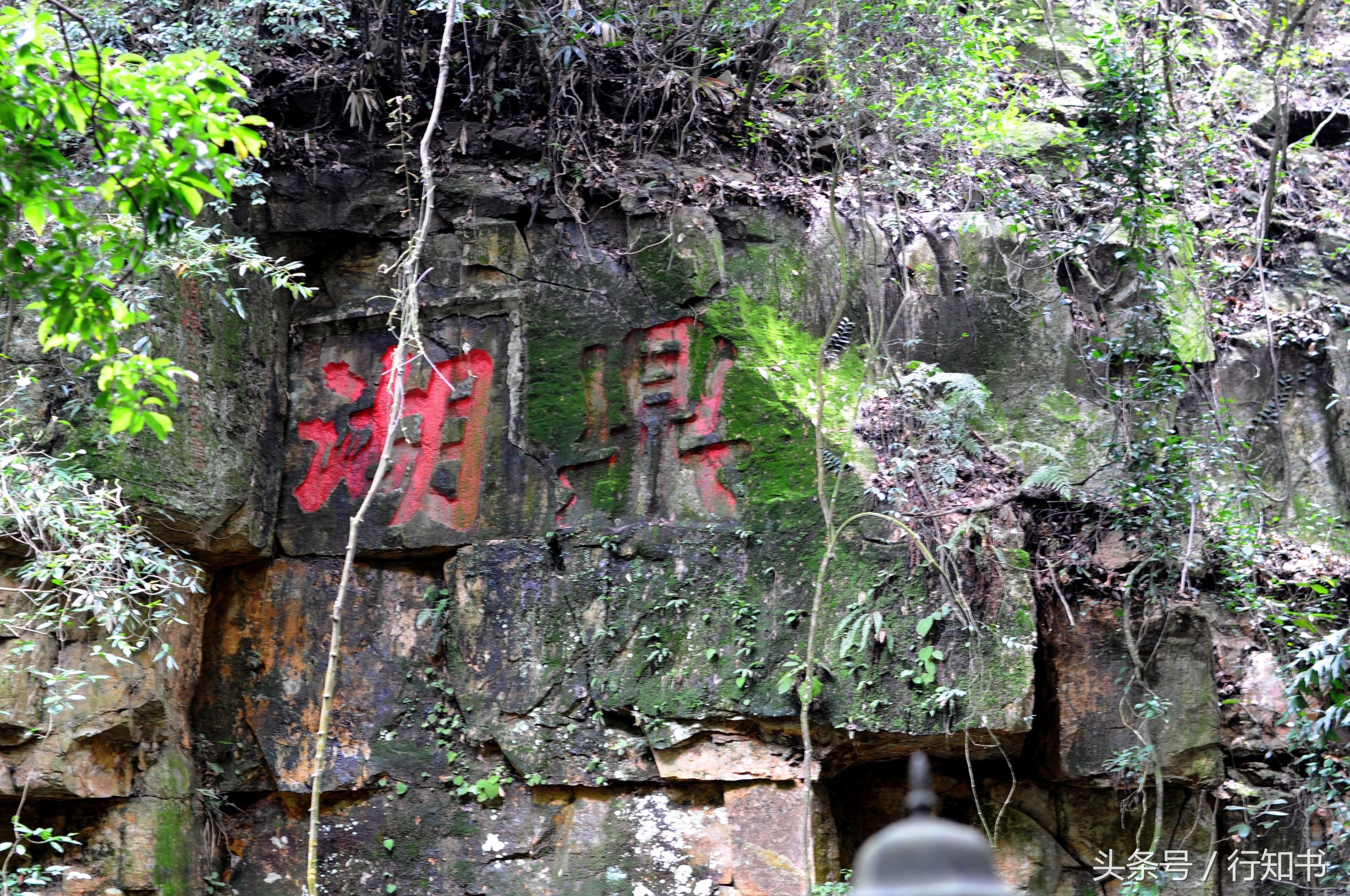 深圳旅游必去十大景点动物园,广州一日游最佳去处动物园