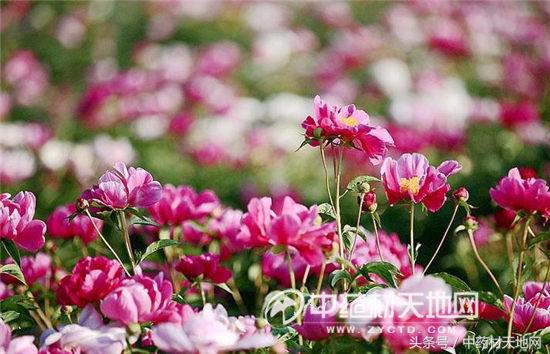 影响白芍价格行情的因素有哪些,白芍最新行情价格是涨还是降