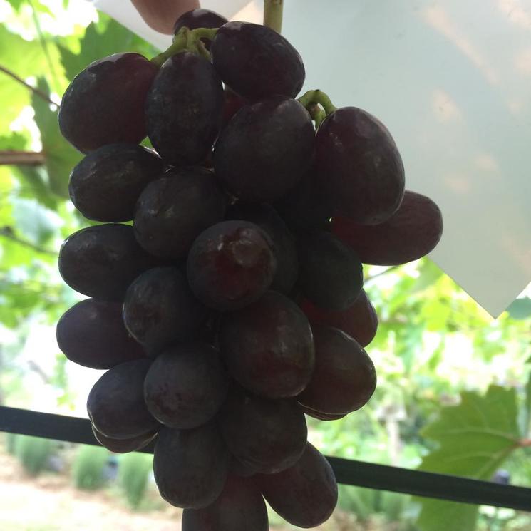 七星女王葡萄的优点和缺点,七星女皇葡萄简介