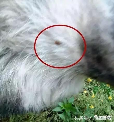 狗狗为啥体外老有吸血的虫子,狗狗不断的挠主人