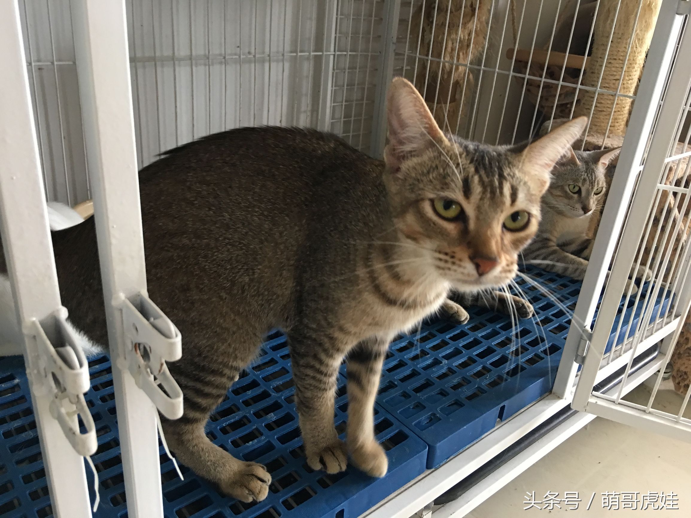 猫咪见证铲屎官的爱情,铲屎官满脸伤的亲猫咪